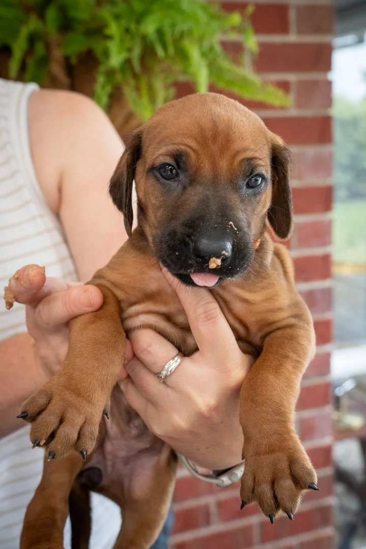 Daphne pups wk4 (19 of 95).JPG