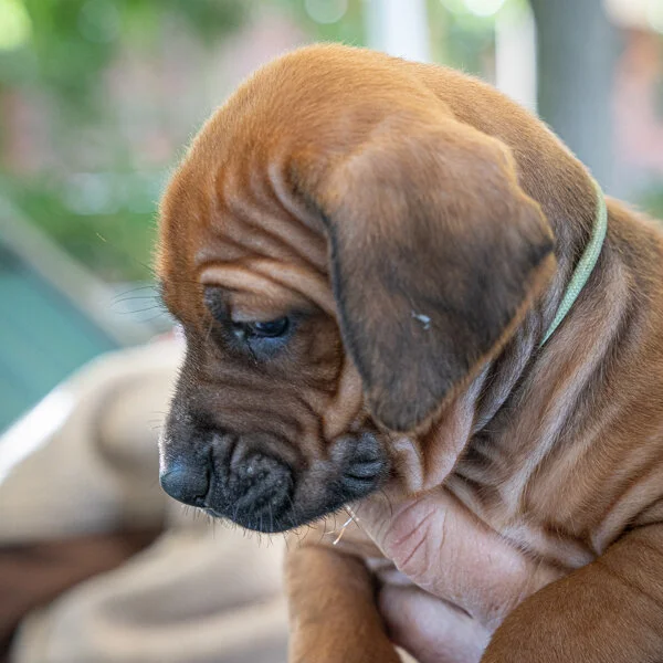 Flower Drum- light blue girl