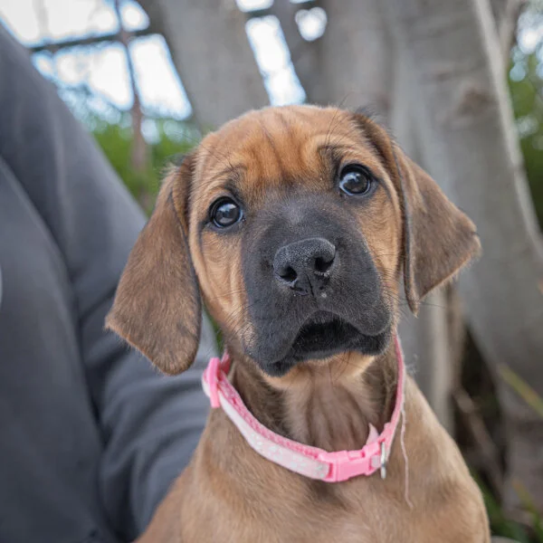 Daphne pups wk6 (79 of 162).JPG