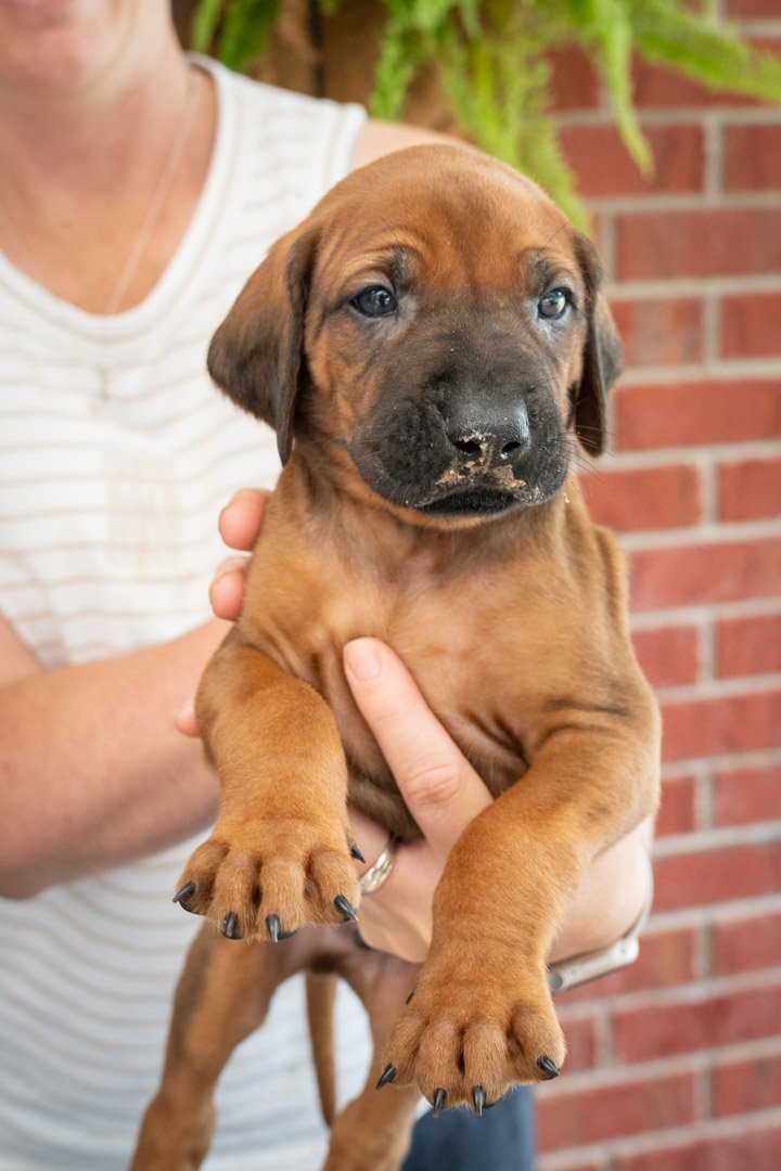 Daphne pups wk4 (43 of 95).JPG