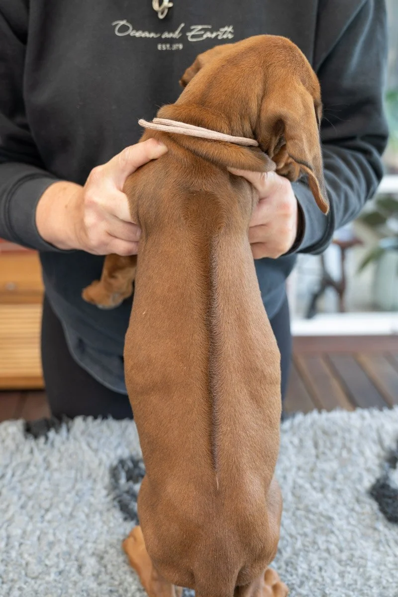 Daphnes pups wk7_24 (48 of 107).JPG