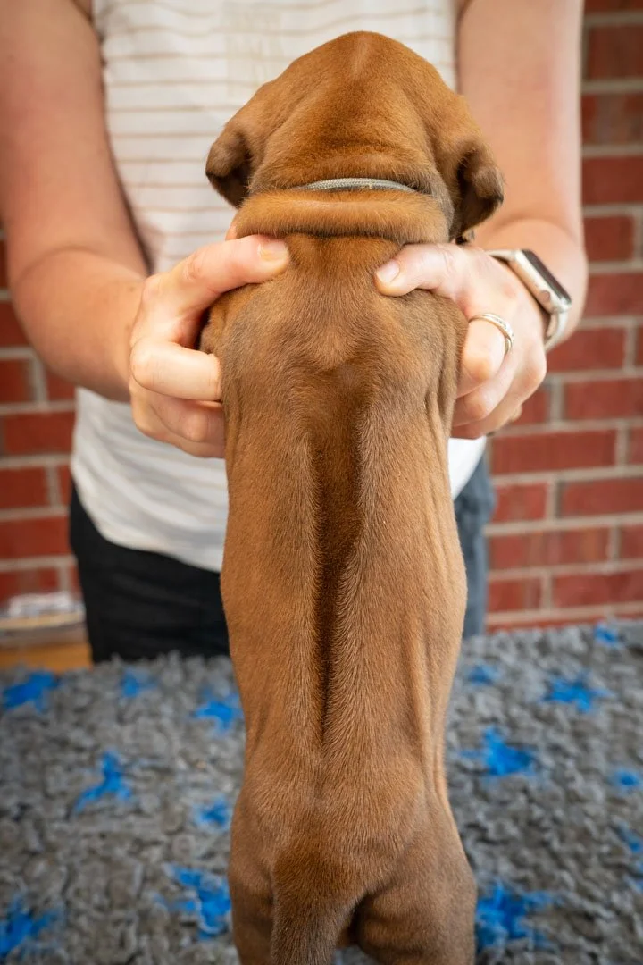 Daphne pups wk4 (63 of 95).JPG