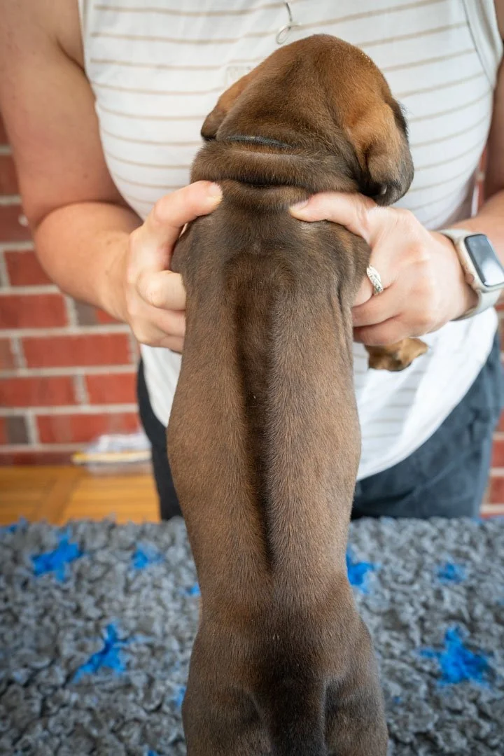 Daphne pups wk4 (16 of 95).JPG