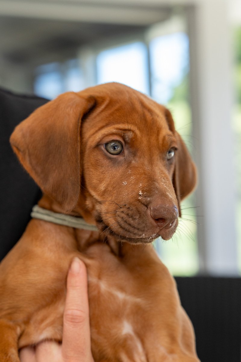 Daphnes pups wk7_24 (25 of 107).JPG