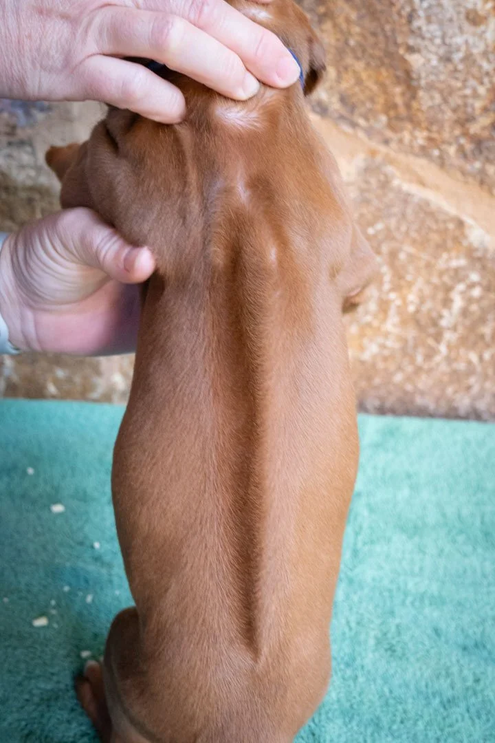 Gallery 3 — Ujamaa Rhodesian Ridgebacks