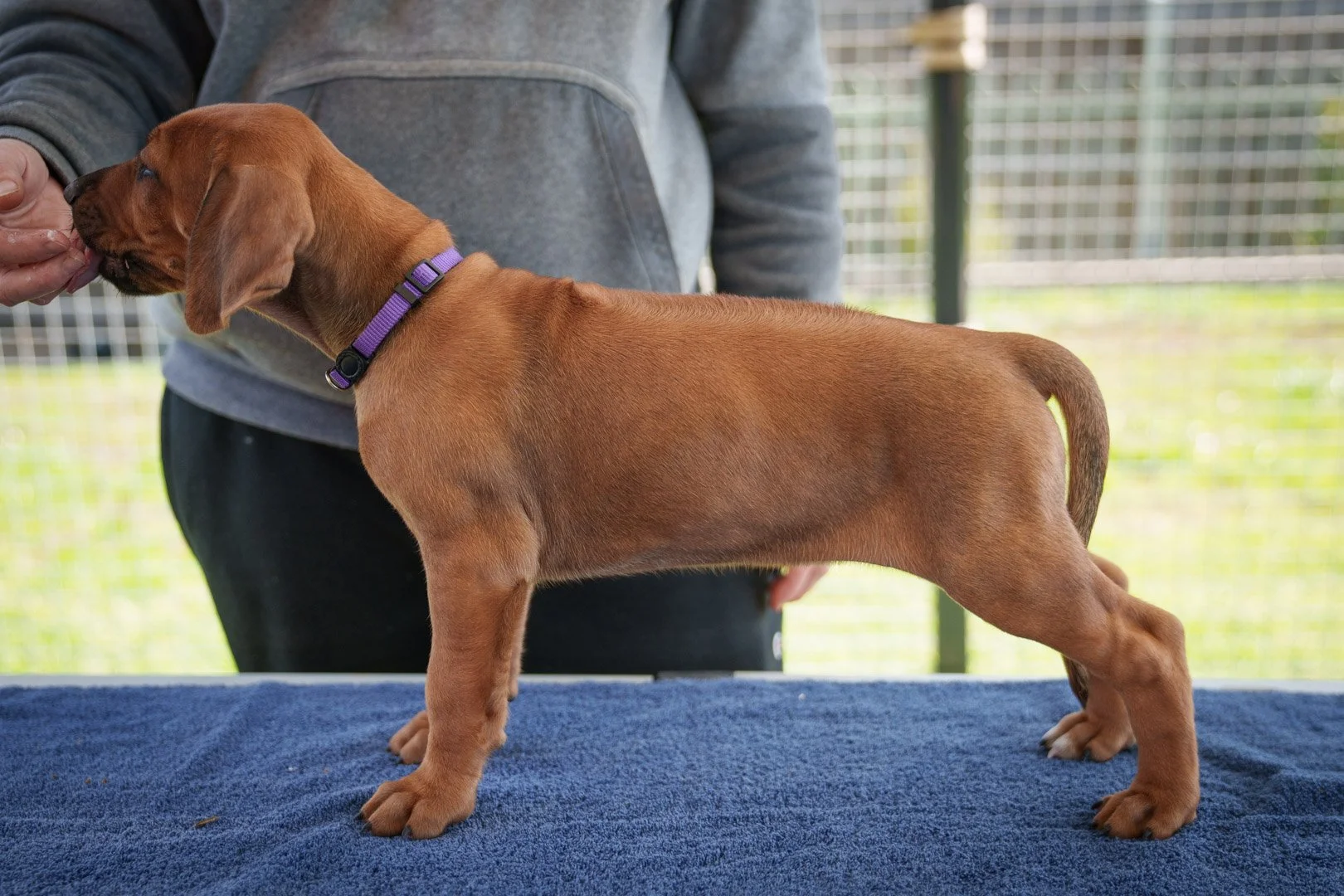 Zuri pups wk6 (59 of 102).jpg