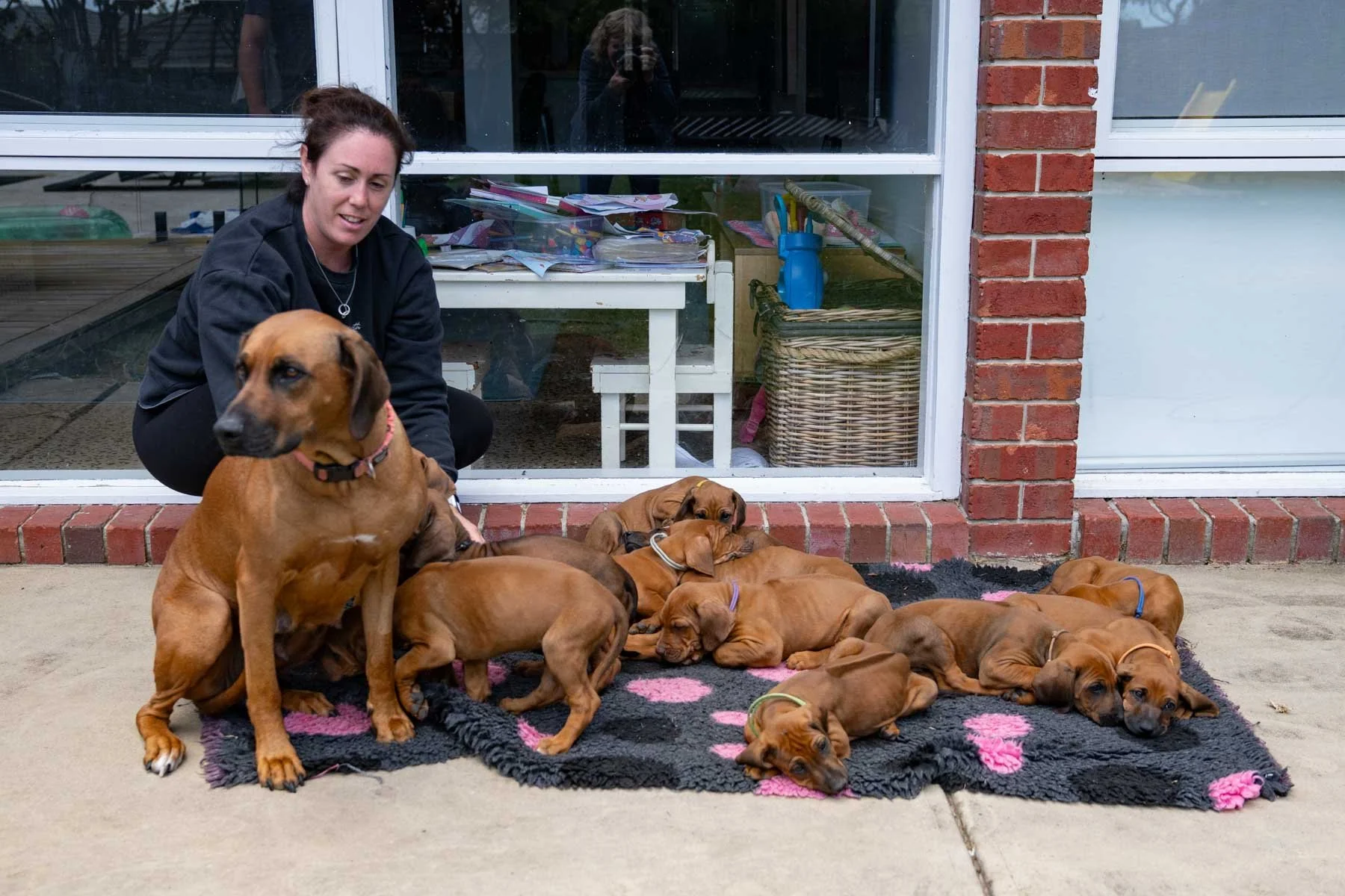 Jenny, Daphne and pups