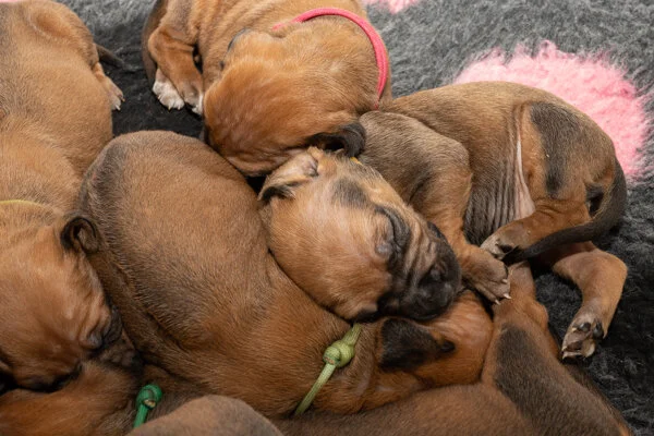 Winx pups wk2 (313 of 319).JPG