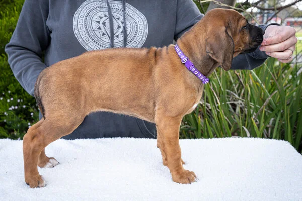 Purple girl- registered