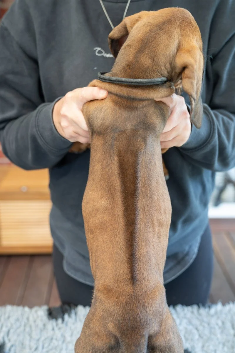 Daphnes pups wk7_24 (72 of 107).JPG