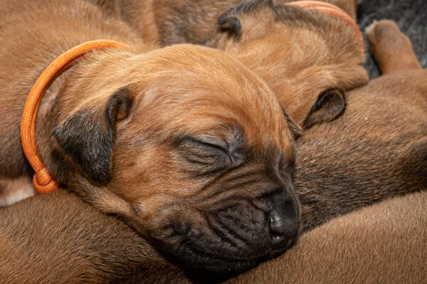 Winx pups wk2 (288 of 319).JPG