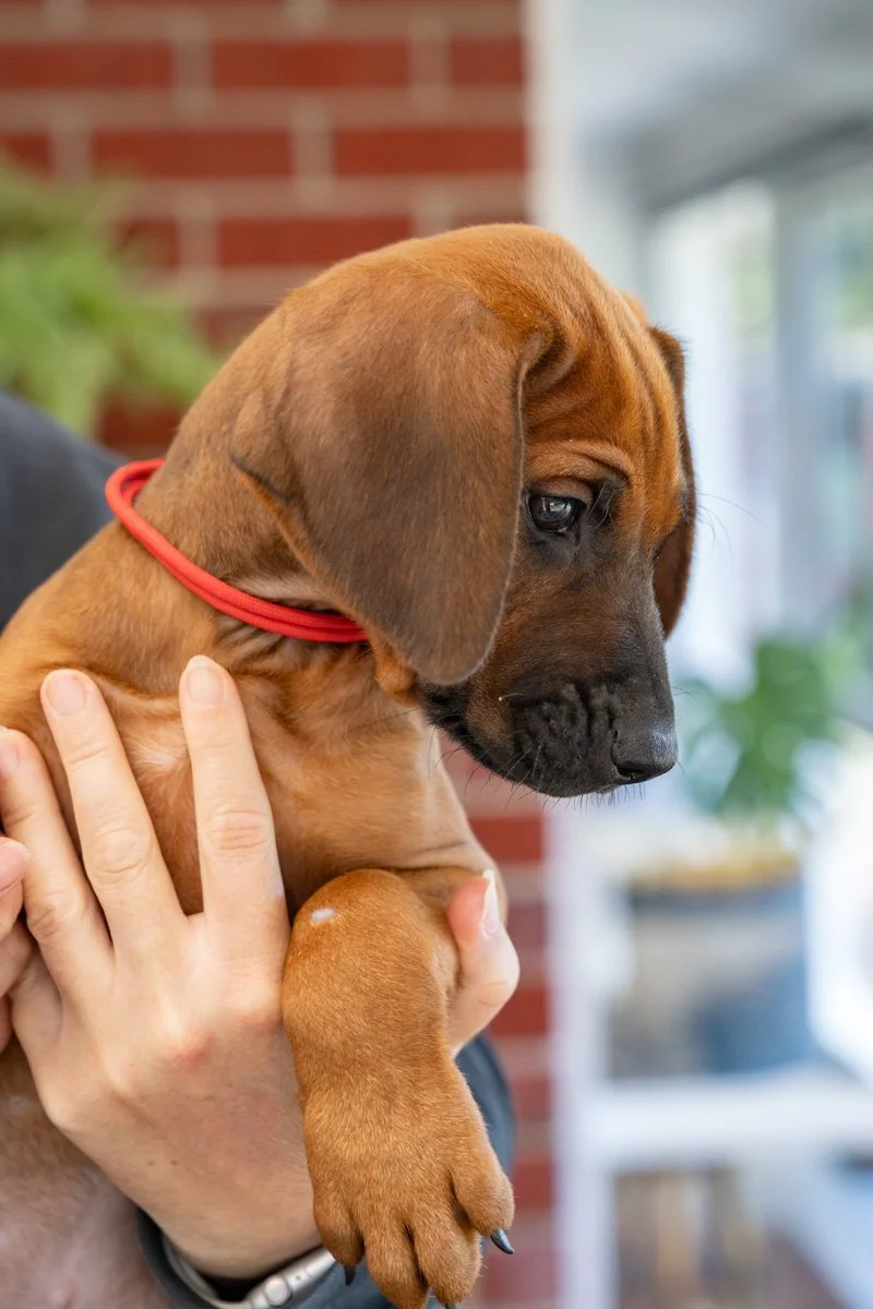 Daphnes pups wk7_24 (56 of 107).JPG