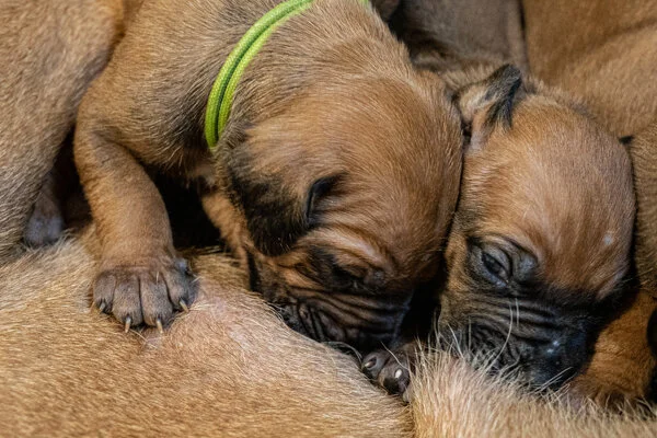 Winx pups wk2 (199 of 319).JPG