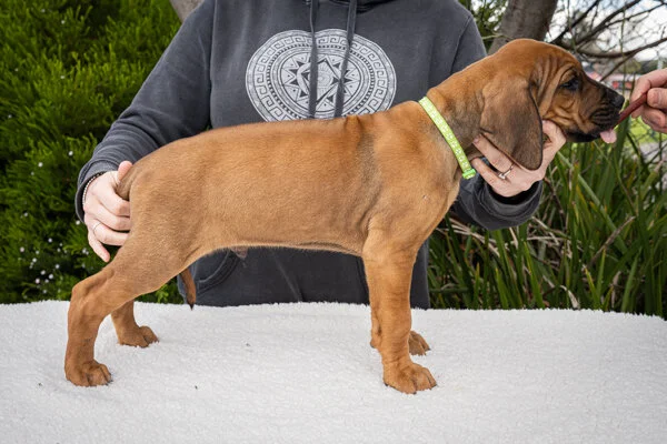 Lime green boy- registered