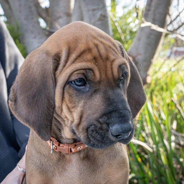 Daphne pups wk6 (155 of 162).JPG