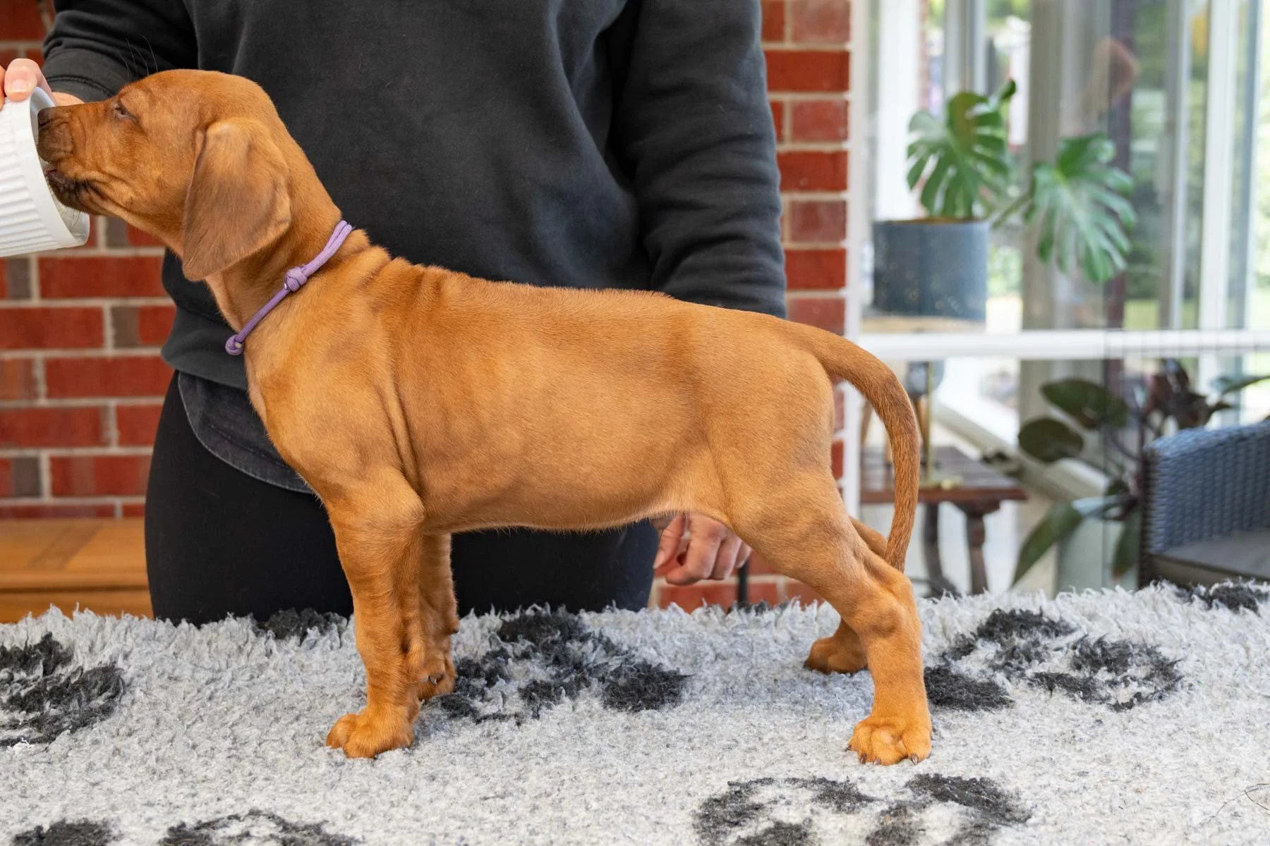 Purple boy- Gingerbread