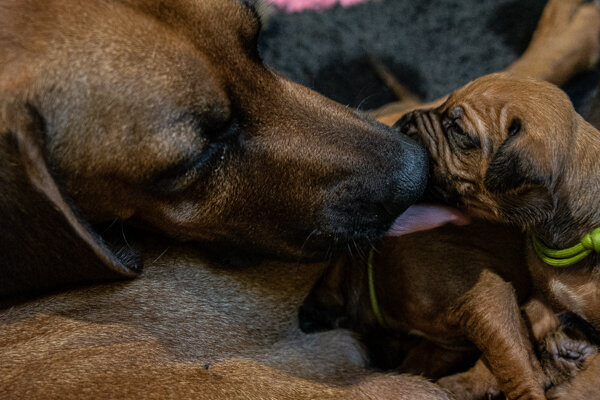 Winx pups wk2 (220 of 319).JPG