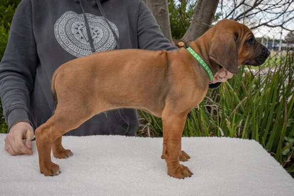 Green boy- registered