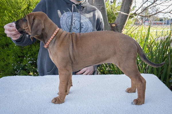 Brown boy- registered