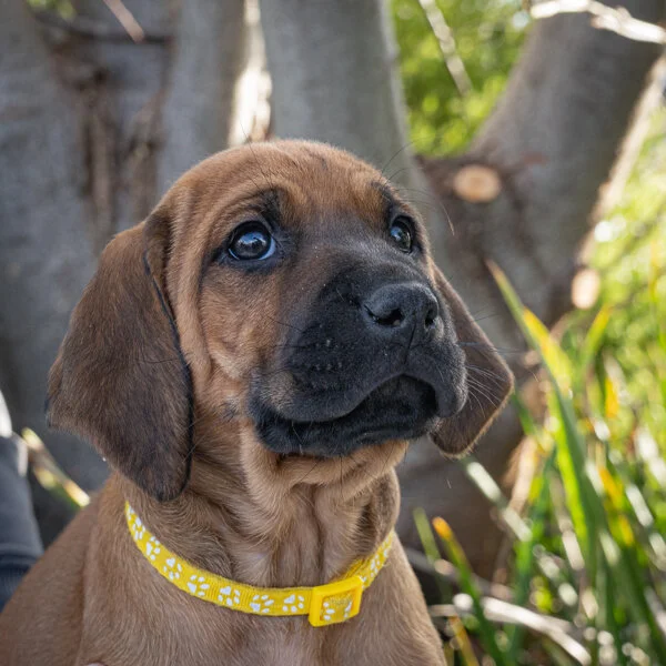 Daphne pups wk6 (123 of 162).JPG