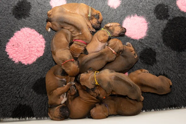 Winx pups wk2 (305 of 319).JPG