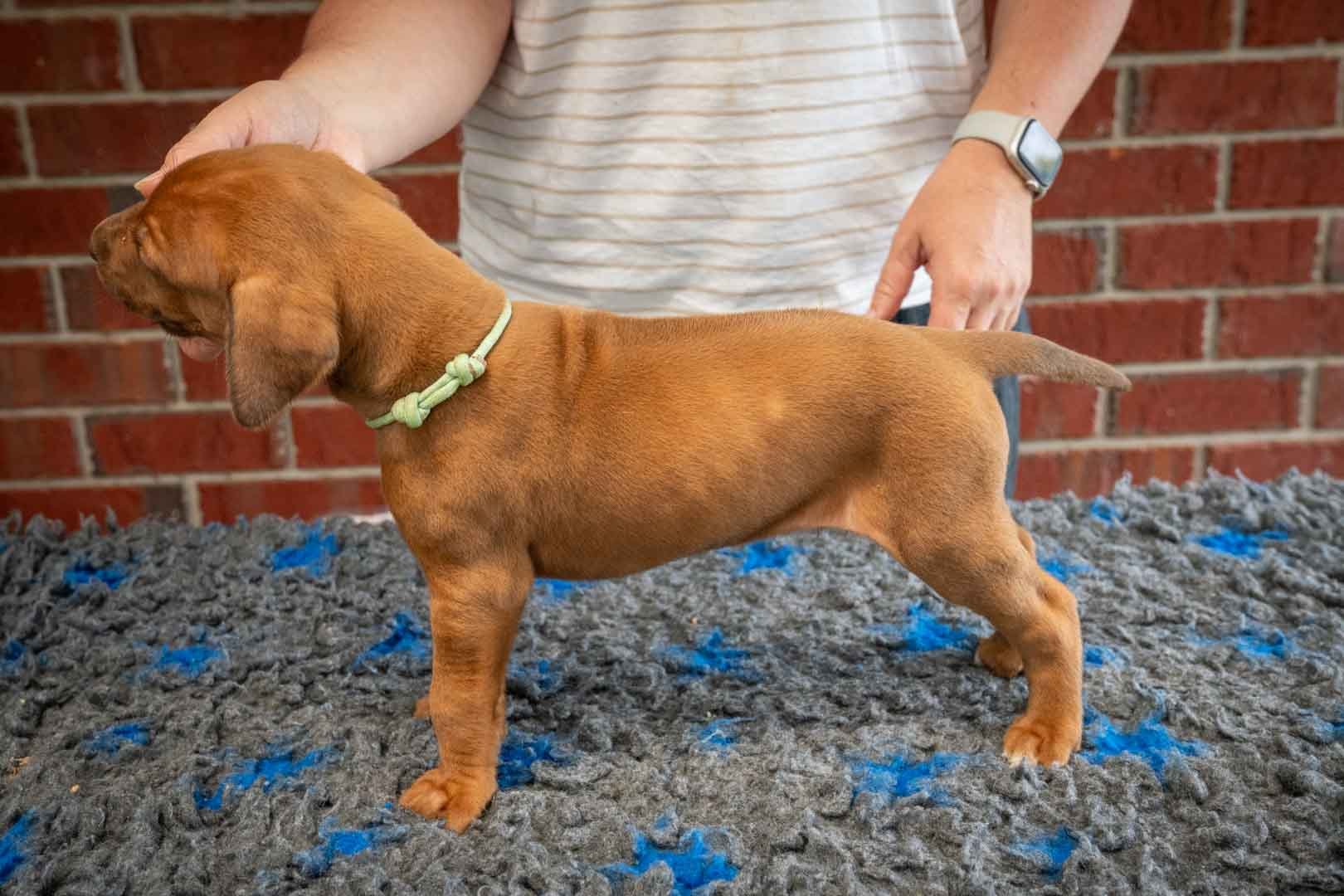 Aqua collar brown nosed M