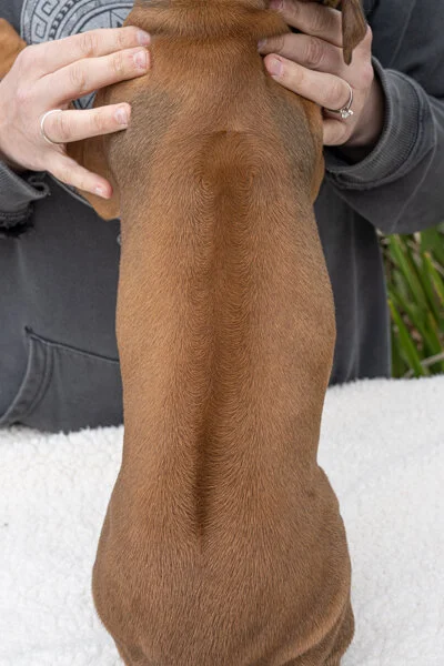 Daphne pups wk6 (29 of 162).JPG