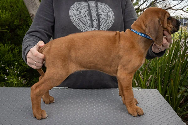 Daphne pups wk6 (1 of 162).JPG