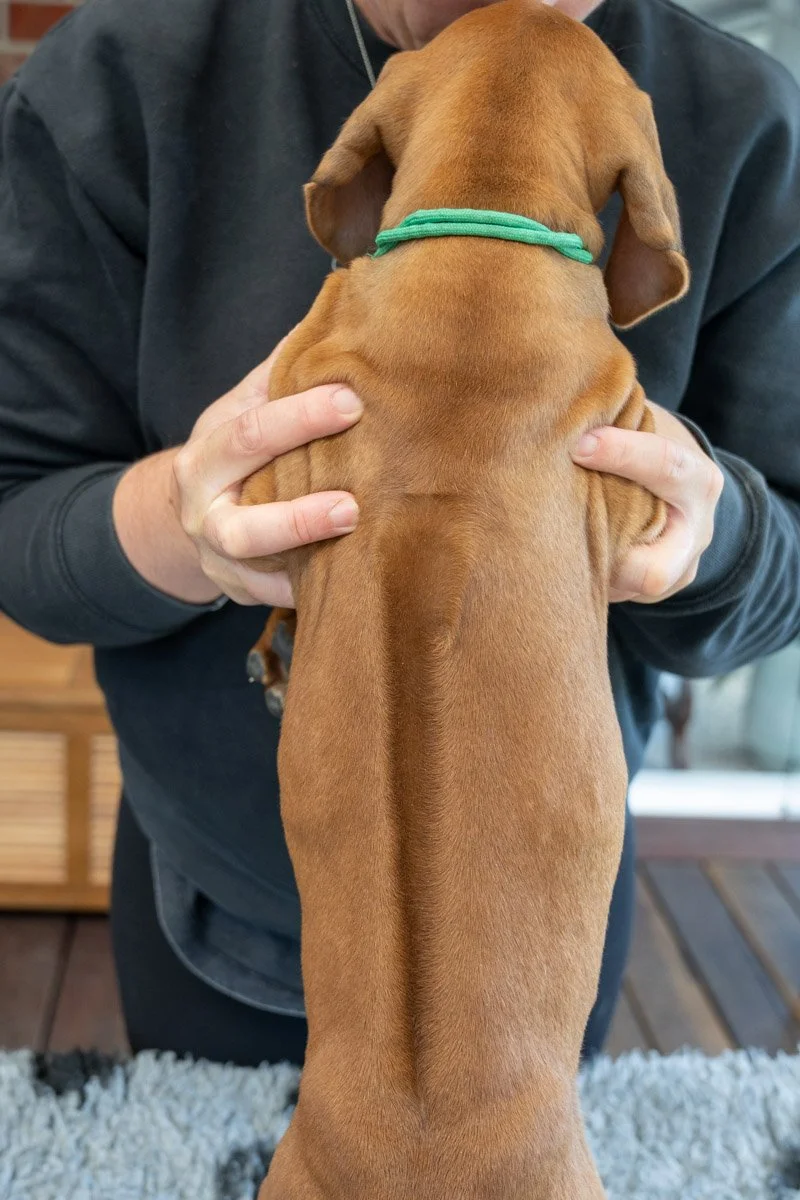Daphnes pups wk7_24 (41 of 107).JPG