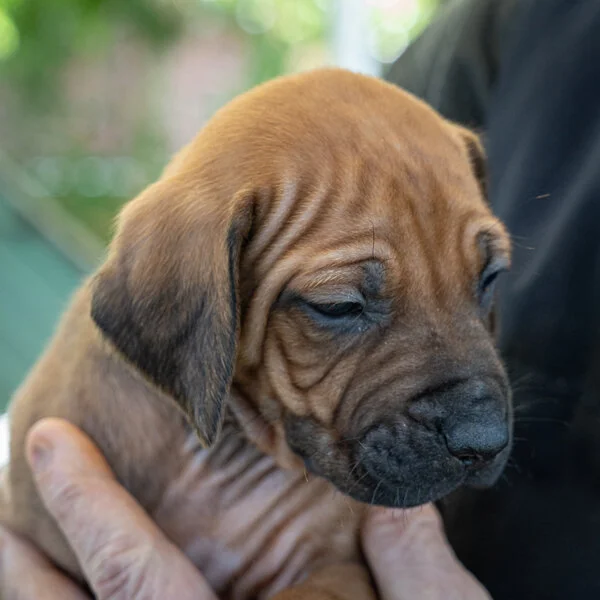 Lume- Lime green girl