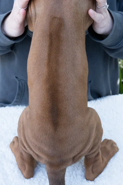 Daphne pups wk6 (148 of 162).JPG