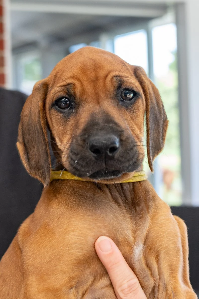 Daphnes pups wk7_24 (80 of 107).JPG