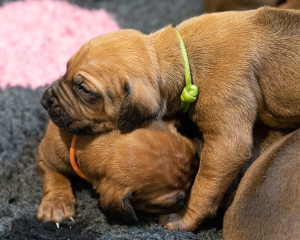 Winx pups wk2 (157 of 319).JPG