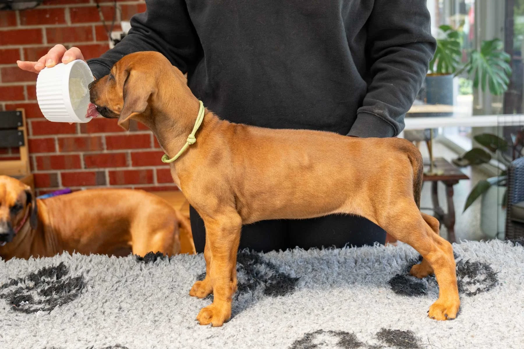 Lime green girl- Jingle bells rock