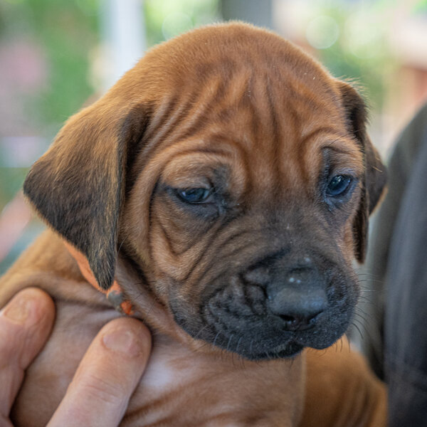 Supernormal- Orange boy