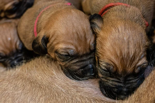 Winx pups wk2 (204 of 319).JPG