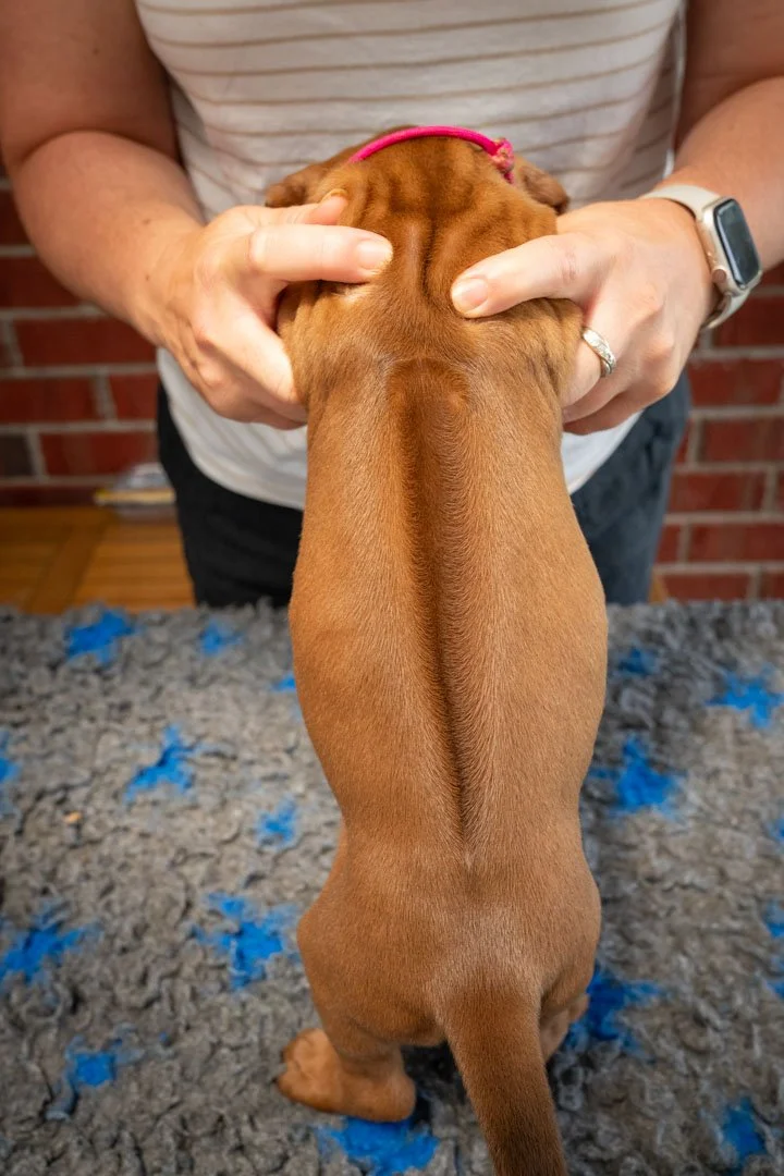 Daphne pups wk4 (83 of 95).JPG