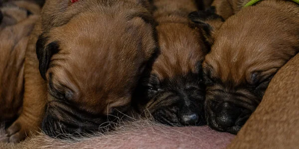 Winx pups wk2 (260 of 319).JPG