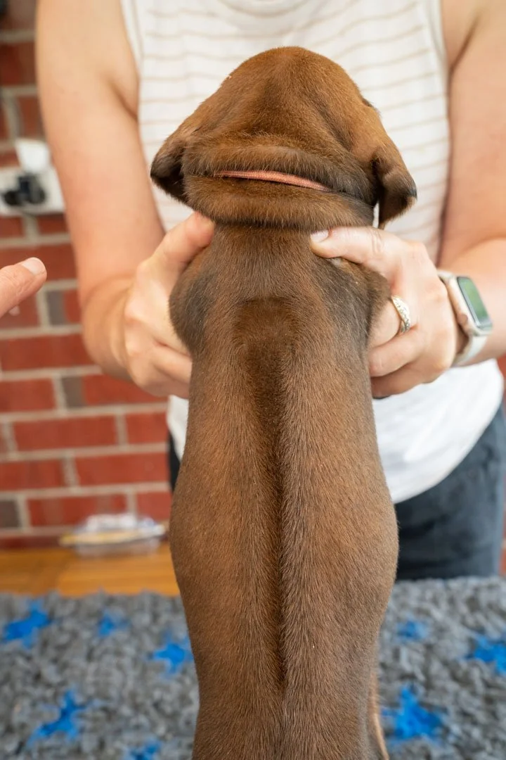 Daphne pups wk4 (39 of 95).JPG