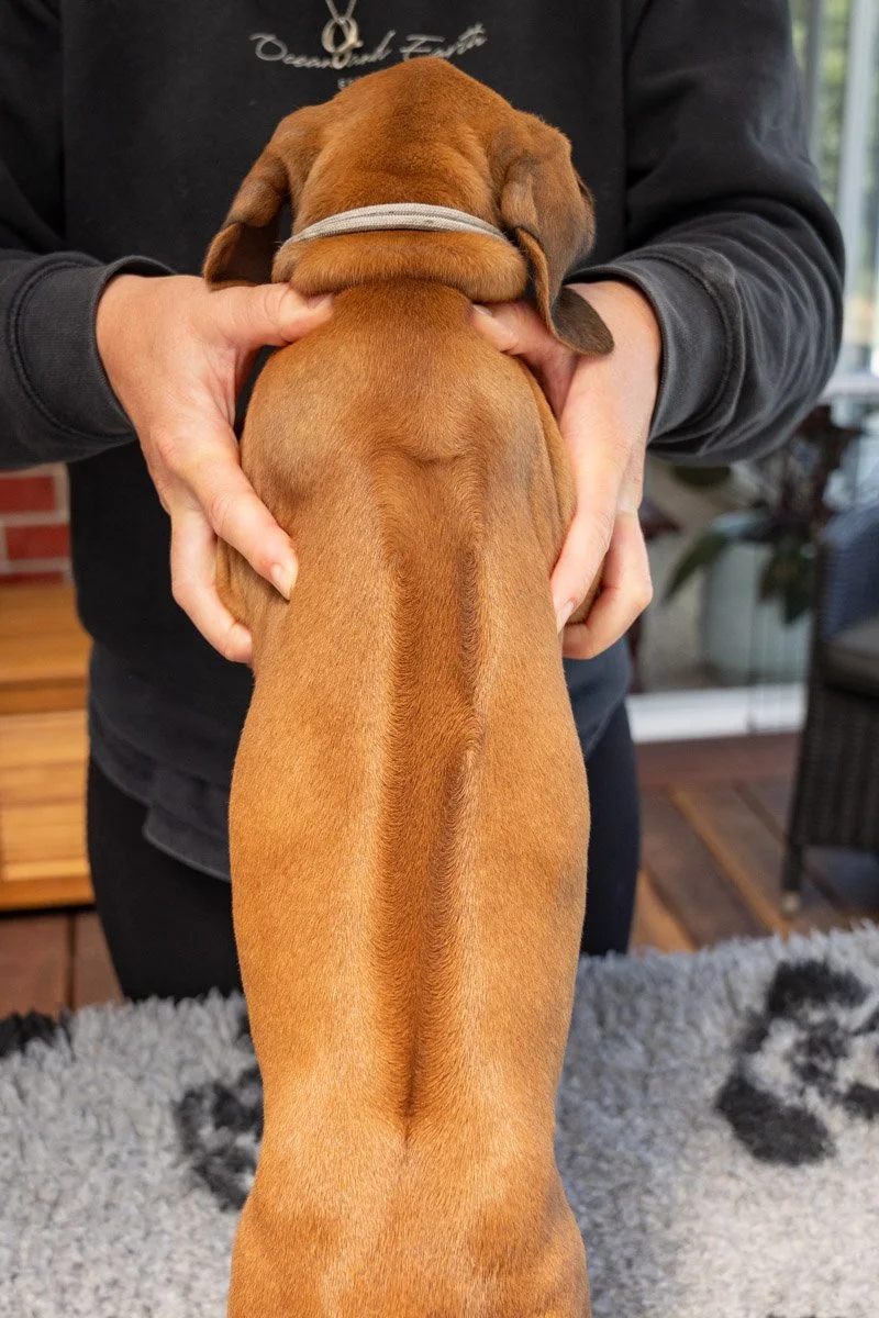 Daphnes pups wk7_24 (95 of 107).JPG