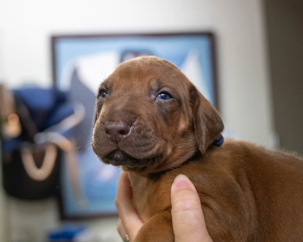 Gallery 3 — Ujamaa Rhodesian Ridgebacks
