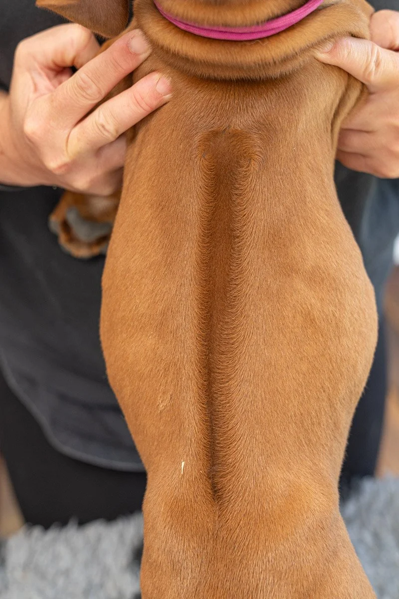 Definitely ate too much!