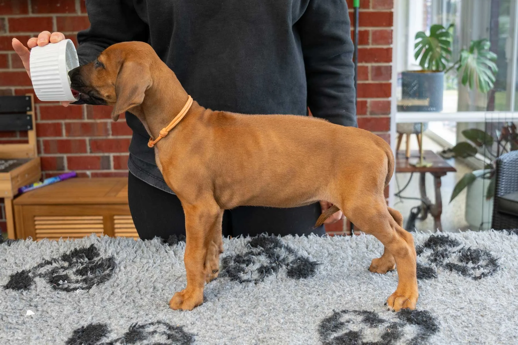 Orange girl- Candy cane