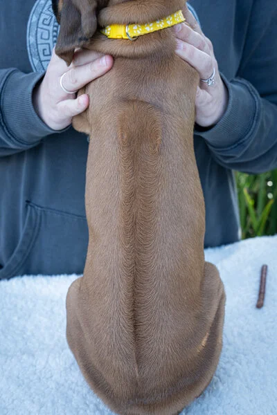 Daphne pups wk6 (125 of 162).JPG
