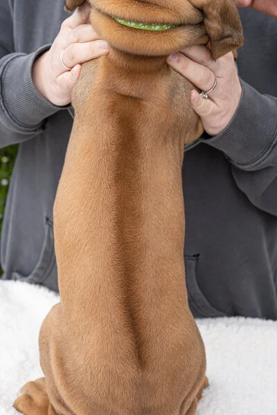 Daphne pups wk6 (50 of 162).JPG