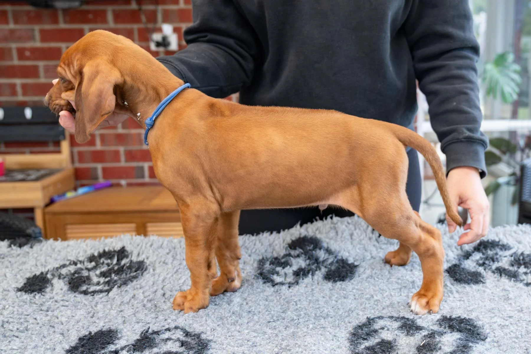 Dark blue boy - Xmas Star