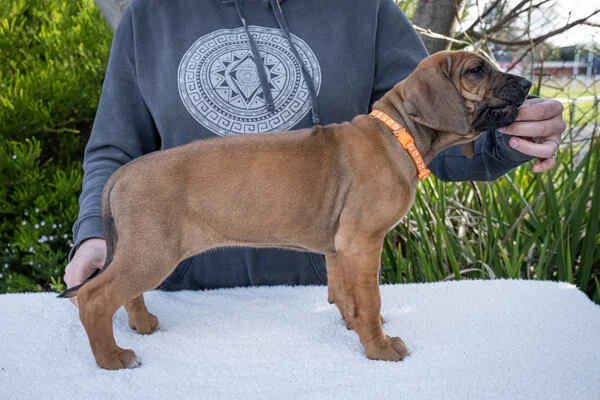 Orange girl- registered