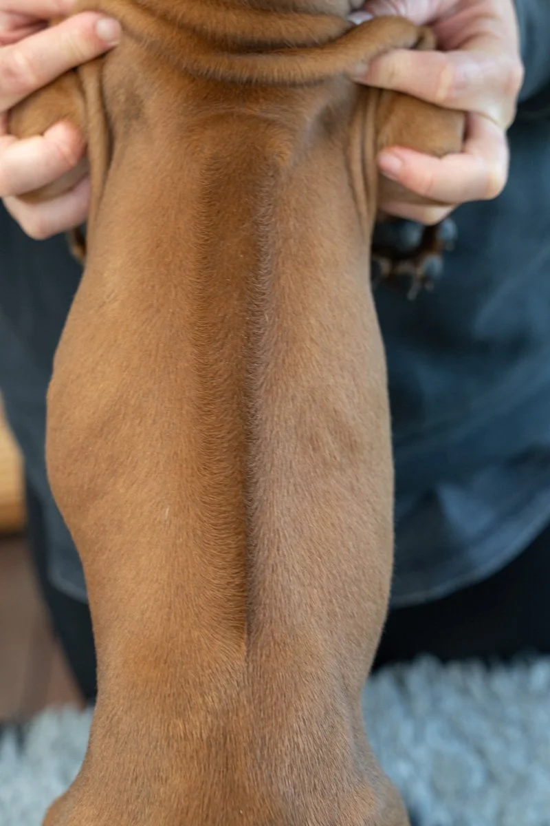 Daphnes pups wk7_24 (57 of 107).JPG