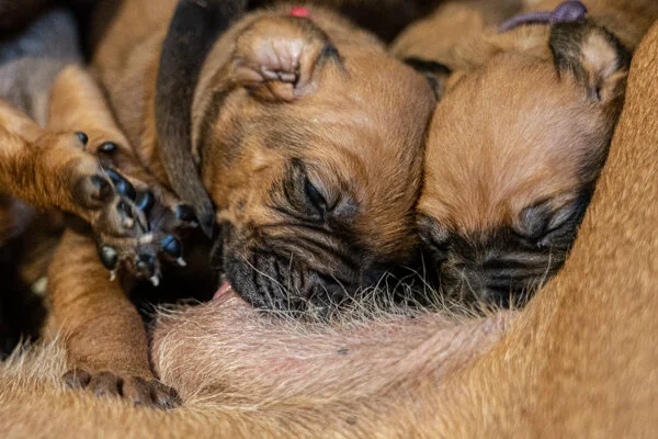 Winx pups wk2 (192 of 319).JPG