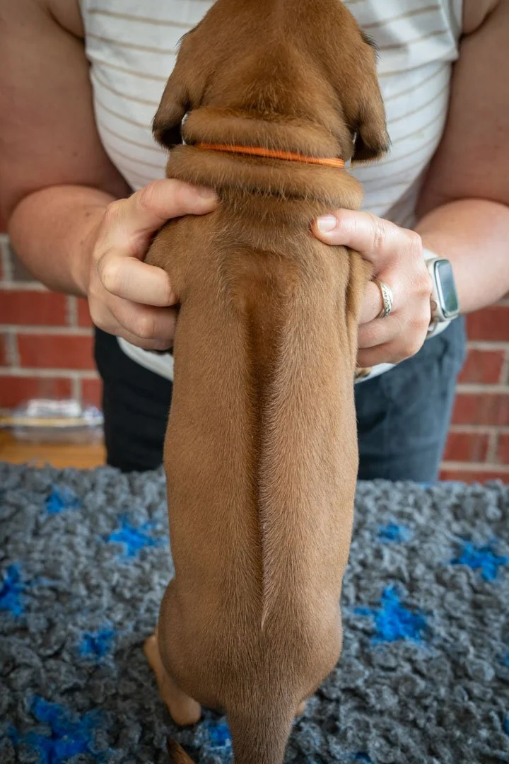 Daphne pups wk4 (20 of 95).JPG